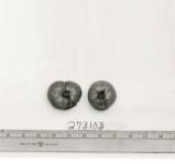 Click for 1 image(s) for this accession. FRUIT